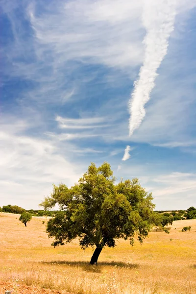 Albero — Foto Stock