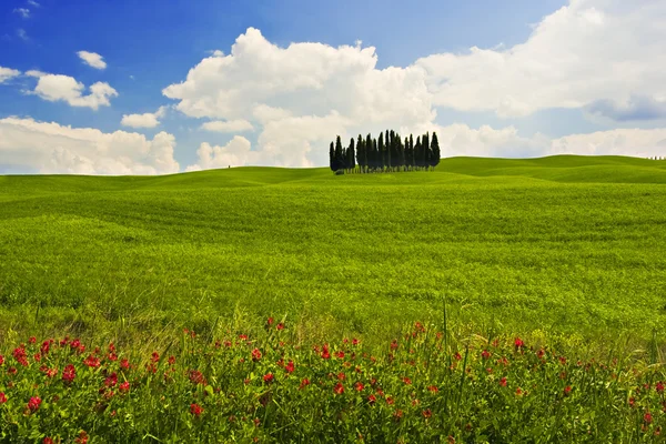 Green field with cypress trees — Stock Photo, Image