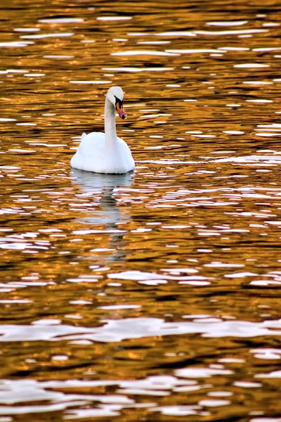 Schwan — Stockfoto