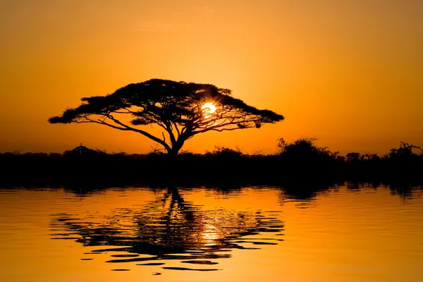 日の出のアカシアの木 — ストック写真