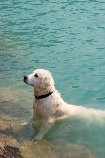 Dog Bath — Stock Photo, Image