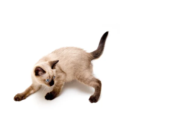 Ukradkiem kotek — Zdjęcie stockowe