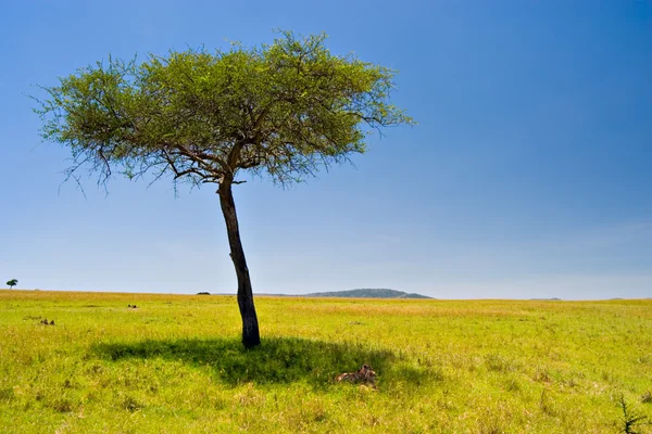 Afrikansk scen — Stockfoto