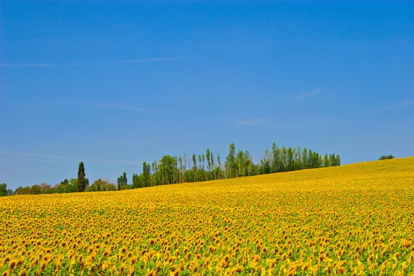 Campo de girasol — Foto de Stock