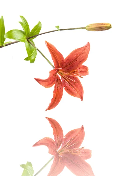 Red Lilly — Stock Photo, Image