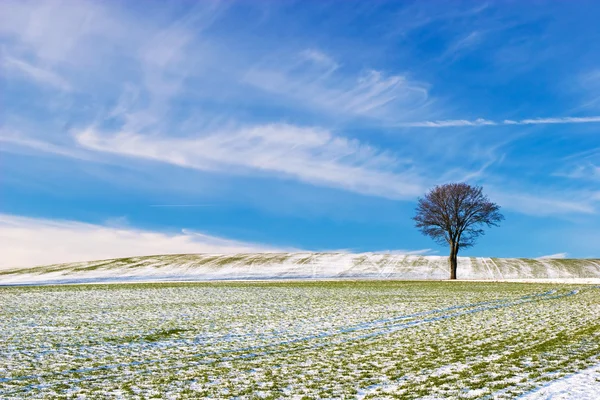 Arbre sur terrain enneigé — Photo