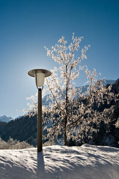 Poteau de lampe et arbre — Photo