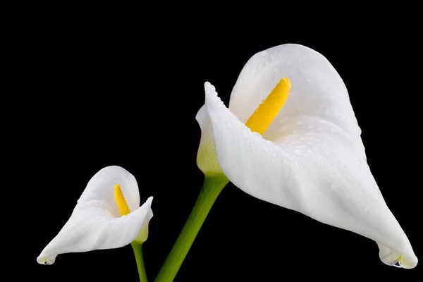 Deux Callas blancs — Photo