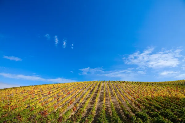 Port Wine vineyards — Stock Photo, Image