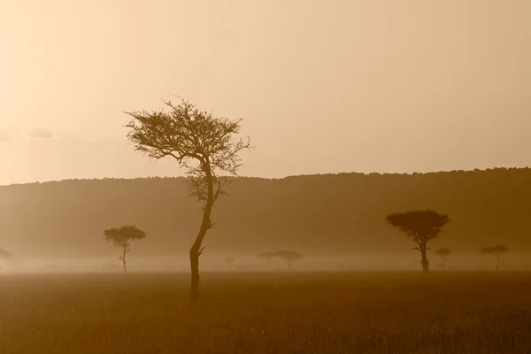 Západ slunce v massai mara — Stock fotografie