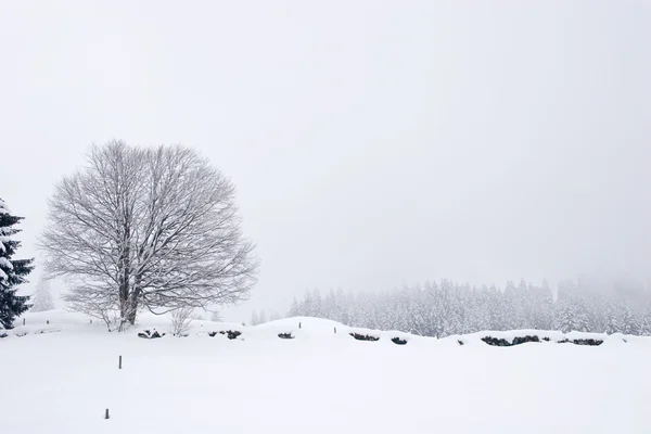 Scène hivernale — Photo