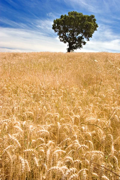 Árbol en el campo de oro —  Fotos de Stock