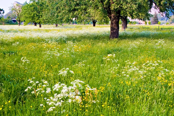 Flowered Field — Stock Photo, Image