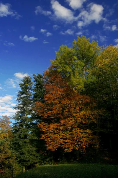 Alberi e cielo blu — Foto Stock