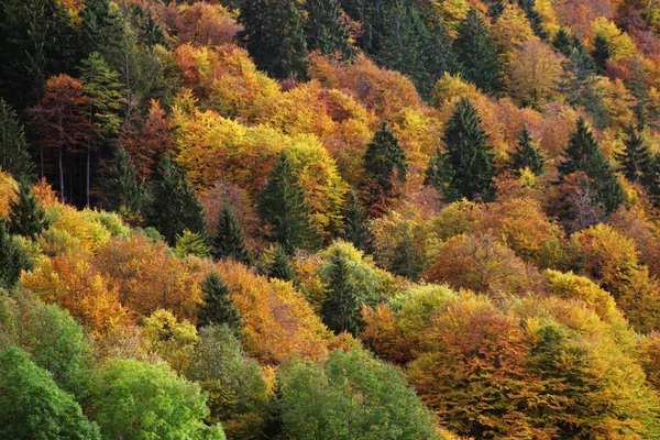 Colori di caduta — Foto Stock