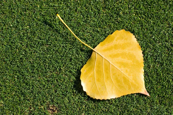 Yellow Leaf — Stock Photo, Image