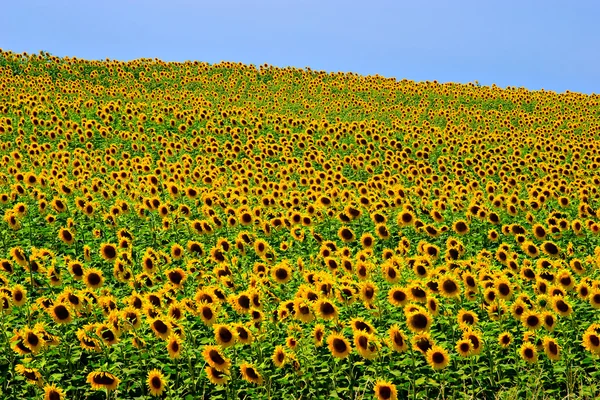 Słonecznikowe pole — Zdjęcie stockowe