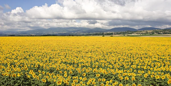 Campo de girassol — Fotografia de Stock