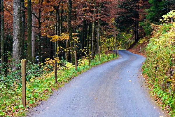 Route dans les bois — Photo