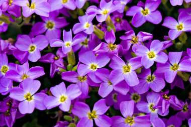 Violet Floral Background