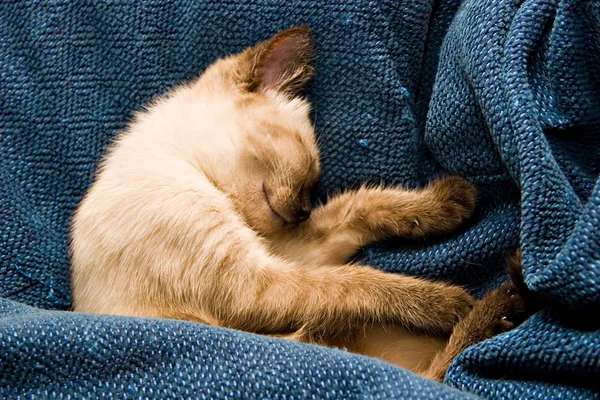 Bebé gatito durmiendo —  Fotos de Stock