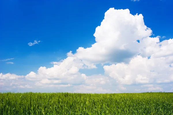 Paisagem verde — Fotografia de Stock