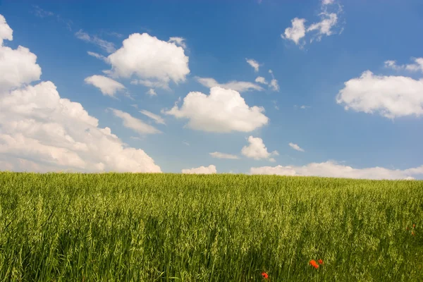 Groene landschap — Stockfoto