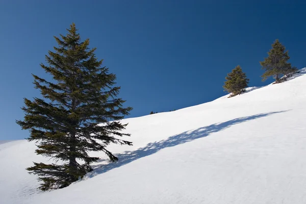 Alberi e ombre — Foto Stock