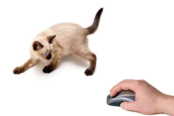 Kočka a myš — Stock fotografie