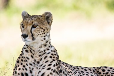Cheetah portre