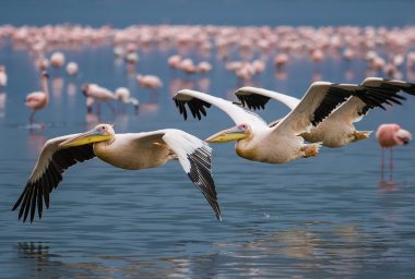 Büyük beyaz pelikan (Pelecanus onocrotalus)