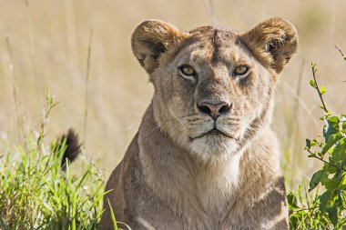 Aslan (panthera leo)