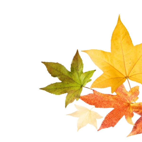 Automne feuilles d'automne — Photo