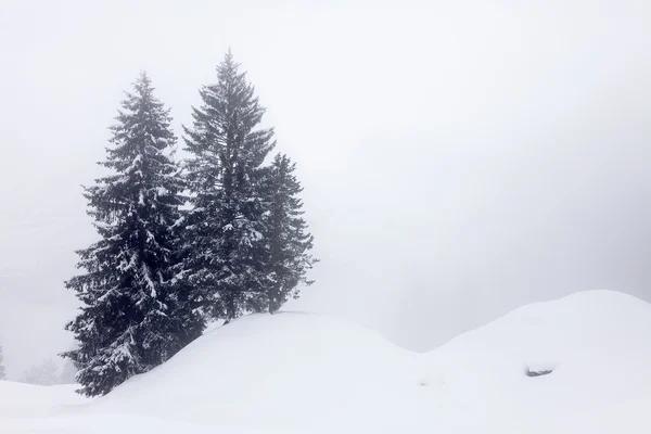 雪の中の木 — ストック写真