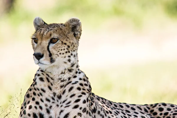 Retrato de Cheetah — Fotografia de Stock