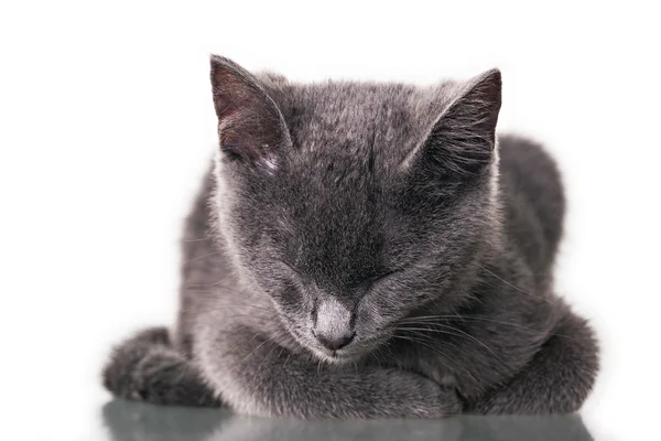 Chatreaux ลูกแมวนอนหลับ — ภาพถ่ายสต็อก