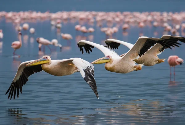 Gran pelícano blanco (Pelecanus onocrotalus) — Foto de Stock