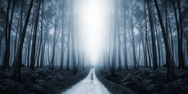 Effrayante route sinistre dans la forêt — Photo