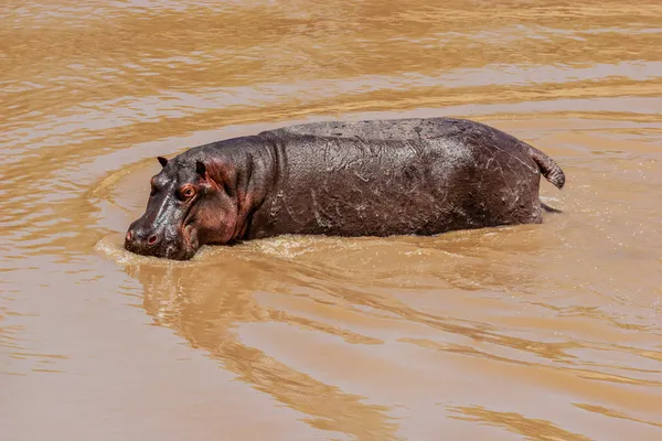 Ippopotamo — Foto Stock