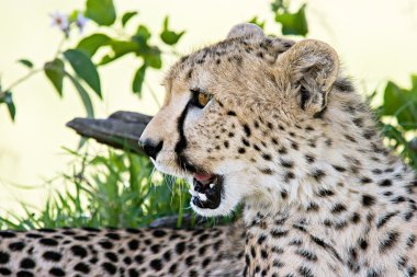 Cheetah portre
