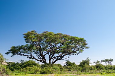 Acacia Tree clipart