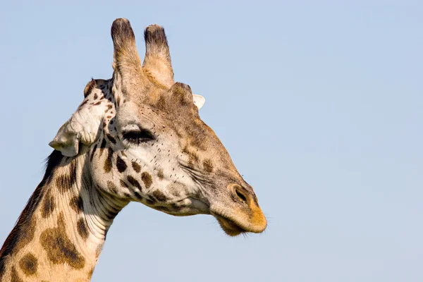 Girafa de perto — Fotografia de Stock