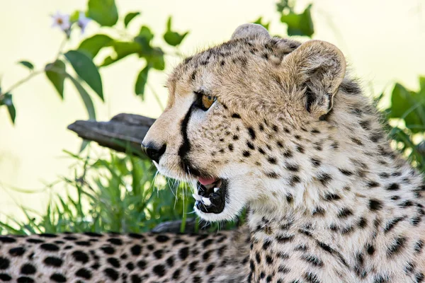 Portret gepard — Zdjęcie stockowe