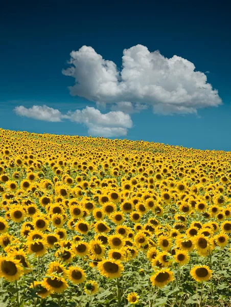 Campo de girassol — Fotografia de Stock