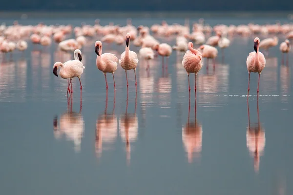 Flamingos on Lake Nakuru — Stock Photo, Image