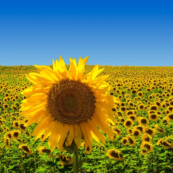 Duży słonecznik na Słonecznikowe pole — Zdjęcie stockowe