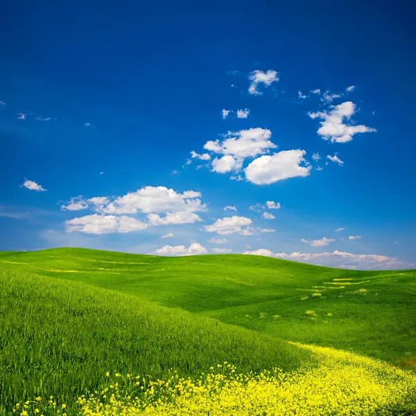 Champ vert avec fleurs jaunes — Photo