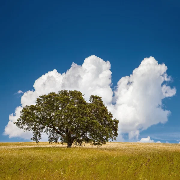 Arbre dans le champ — Photo