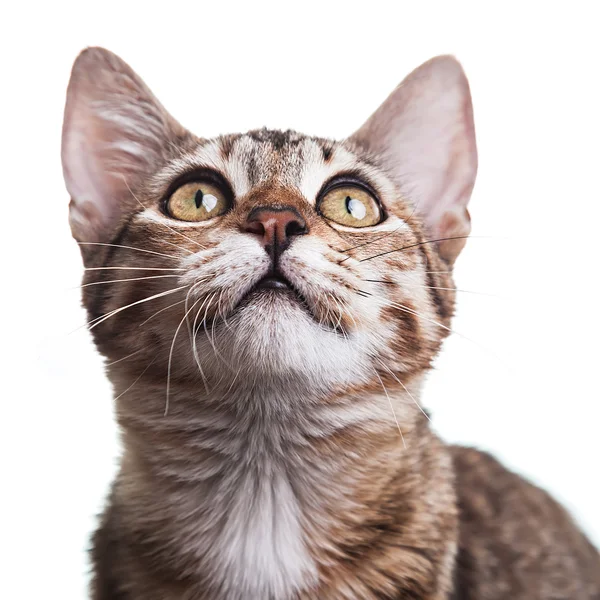 Gattino a strisce marrone Primo piano — Foto Stock
