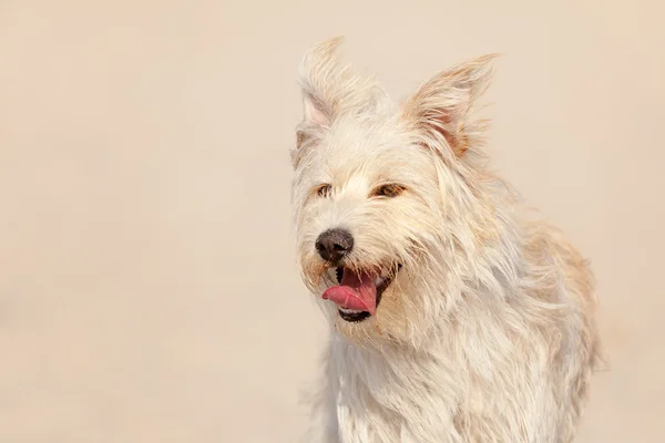 Golden dog at the beach — Stock Photo, Image